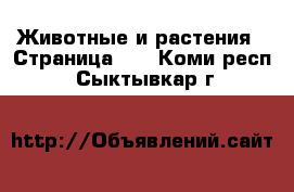  Животные и растения - Страница 36 . Коми респ.,Сыктывкар г.